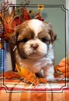 AKC Bear, a male Shih Tzu for sale in Edwardsville, IL – 3 of 10