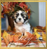 AKC Zoey, a female Shih Tzu for sale in Edwardsville, IL – 4 of 8