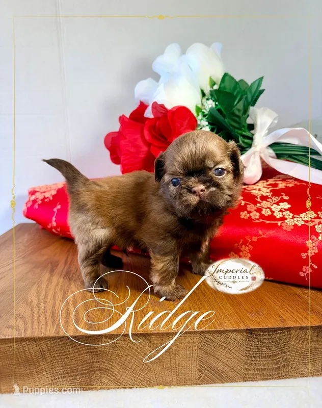 AKC Ridge – Shih Tzu puppy for sale in Edwardsville, IL