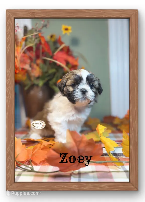 AKC Zoey – Shih Tzu puppy for sale in Edwardsville, IL