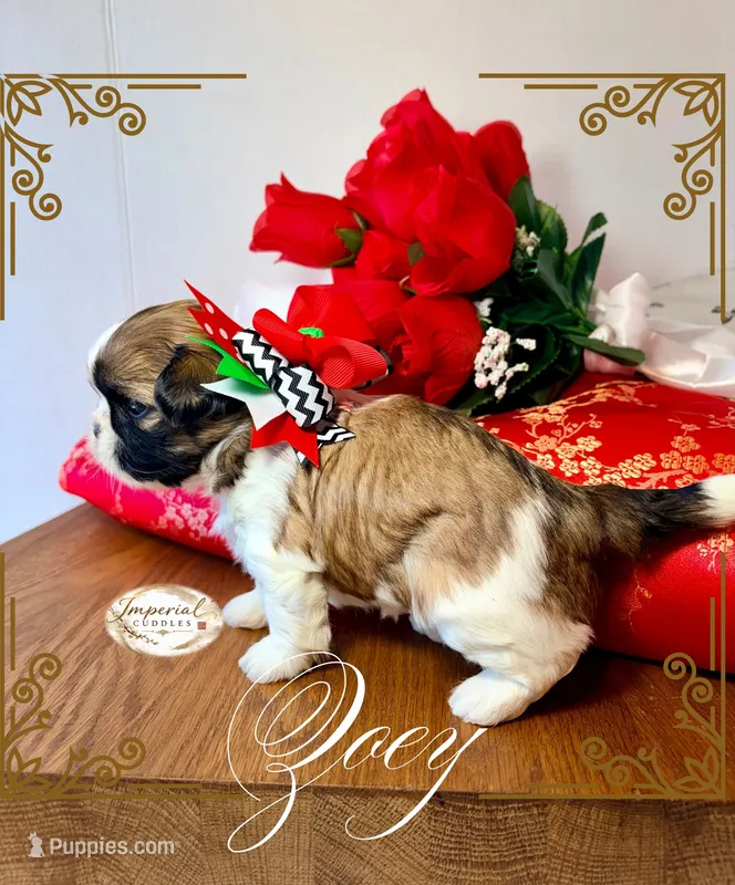 AKC Zoey – Shih Tzu puppy for sale in Edwardsville, IL