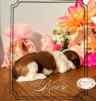 AKC Moose, a male Shih Tzu for sale in Edwardsville, IL – 4 of 8