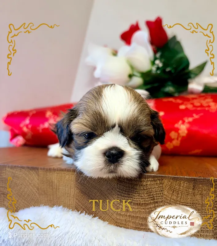 AKC Tuck – Shih Tzu puppy for sale in Edwardsville, IL