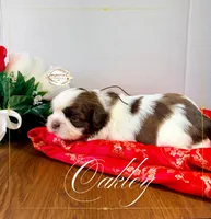 AKC Oakley, a male Shih Tzu for sale in Edwardsville, IL – 8 of 10