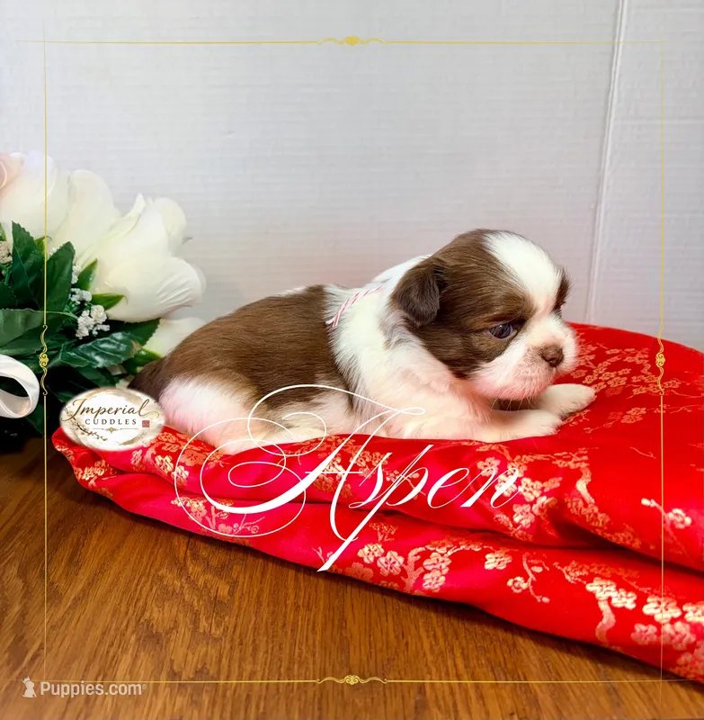 AKC Aspen – Shih Tzu puppy for sale in Edwardsville, IL