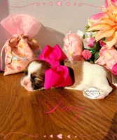 AKC Daisy , a female Shih Tzu for sale in Edwardsville, IL – 2 of 4