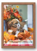 AKC Bear, a male Shih Tzu for sale in Edwardsville, IL – 8 of 10