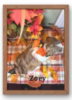 AKC Zoey, a female Shih Tzu for sale in Edwardsville, IL – 5 of 8