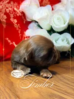 AKC Timber, a male Shih Tzu for sale in Edwardsville, IL – 1 of 6