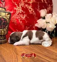 Aspen, a male Shih Tzu for sale in Edwardsville, IL – 4 of 4