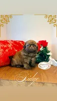 AKC Ridge, a male Shih Tzu for sale in Edwardsville, IL – 2 of 10