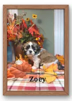 AKC Zoey, a female Shih Tzu for sale in Edwardsville, IL – 6 of 8