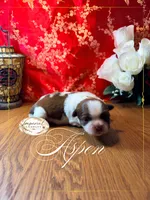 Aspen, a male Shih Tzu for sale in Edwardsville, IL – 2 of 4
