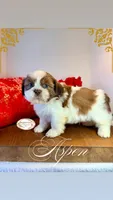AKC Aspen, a male Shih Tzu for sale in Edwardsville, IL – 5 of 7