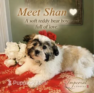 Shan 山 – Shichon puppy for sale in Edwardsville, IL