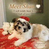 Shan 山, a male Shichon for sale in Edwardsville, IL – 2 of 10