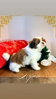 AKC Aspen, a male Shih Tzu for sale in Edwardsville, IL – 3 of 7
