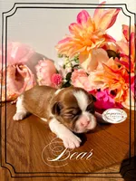 AKC Bear, a male Shih Tzu for sale in Edwardsville, IL – 4 of 7