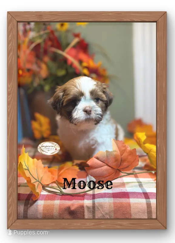AKC Moose – Shih Tzu puppy for sale in Edwardsville, IL