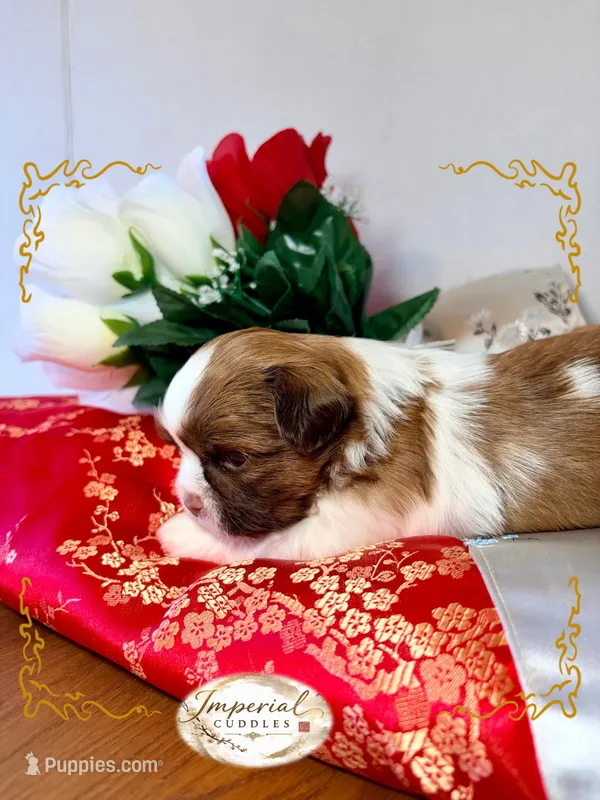AKC Moose – Shih Tzu puppy for sale in Edwardsville, IL