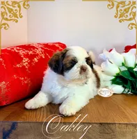 AKC Oakley, a male Shih Tzu for sale in Edwardsville, IL – 2 of 10