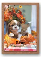 AKC Bear, a male Shih Tzu for sale in Edwardsville, IL – 4 of 10