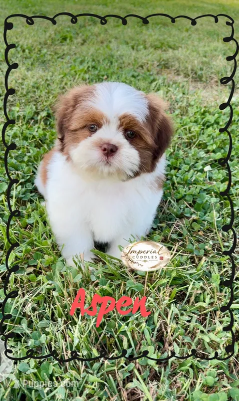 AKC Aspen – Shih Tzu puppy for sale in Edwardsville, IL
