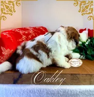 AKC Oakley, a male Shih Tzu for sale in Edwardsville, IL – 3 of 10