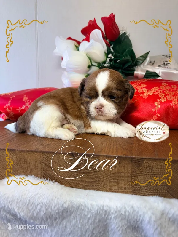 AKC Bear – Shih Tzu puppy for sale in Edwardsville, IL