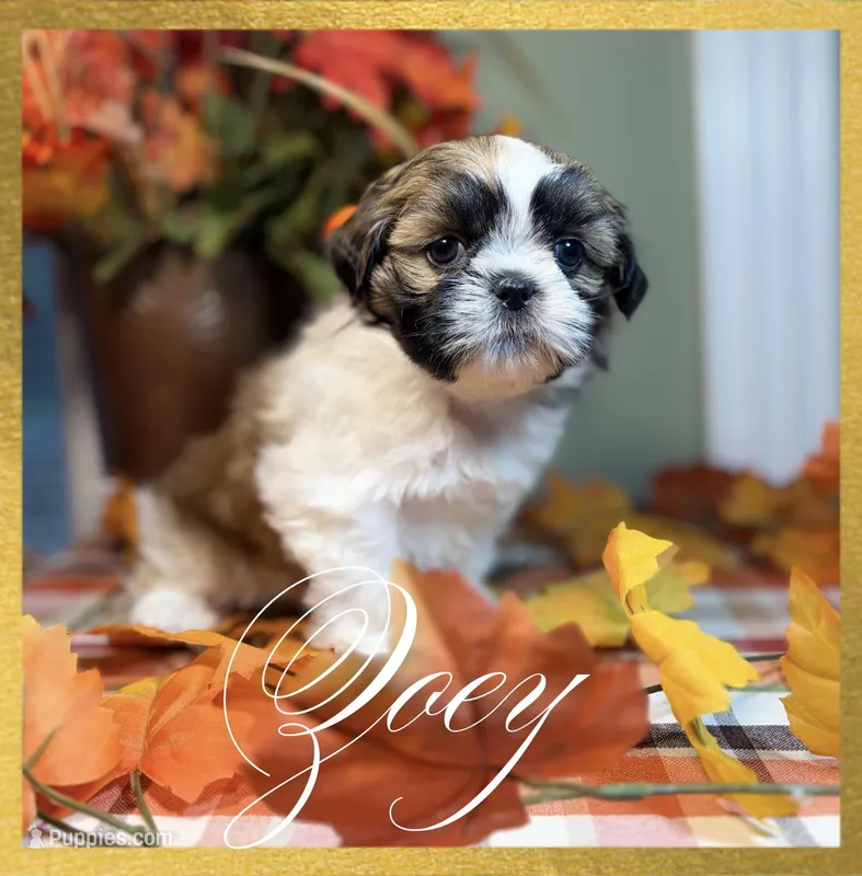 AKC Zoey – Shih Tzu puppy for sale in Edwardsville, IL