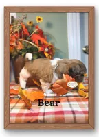 AKC Bear, a male Shih Tzu for sale in Edwardsville, IL – 7 of 10