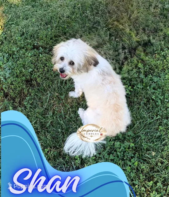 Shan 山 – Shichon puppy for sale in Edwardsville, IL