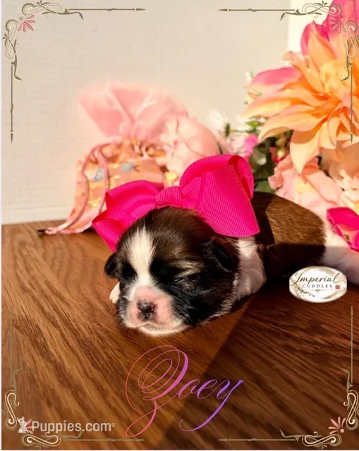 AKC Zoey – Shih Tzu puppy for sale in Edwardsville, IL