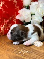 AKC Aspen, a male Shih Tzu for sale in Edwardsville, IL – 2 of 7