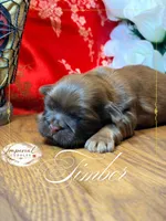AKC Timber, a male Shih Tzu for sale in Edwardsville, IL – 3 of 6