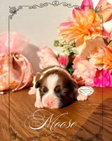 AKC Moose, a male Shih Tzu for sale in Edwardsville, IL – 2 of 8