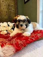 Shan 山, a male Shichon for sale in Edwardsville, IL – 1 of 10