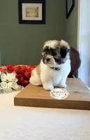 Shan 山, a male Shichon for sale in Edwardsville, IL – 5 of 10