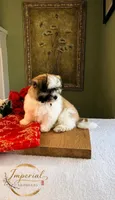 Shan 山, a male Shichon for sale in Edwardsville, IL – 3 of 10