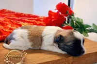 Shan 山, a male Shichon for sale in Edwardsville, IL – Photo 4 of 8