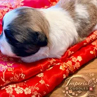 Shan 山, a male Shichon for sale in Edwardsville, IL – Photo 6 of 8