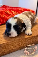 Shan 山, a male Shichon for sale in Edwardsville, IL – Photo 5 of 8