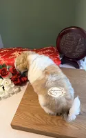Shan 山, a male Shichon for sale in Edwardsville, IL – 6 of 10