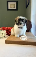 Shan 山, a male Shichon for sale in Edwardsville, IL – 4 of 10