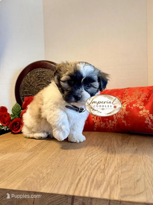 Shan 山 – Shichon puppy for sale in Edwardsville, IL