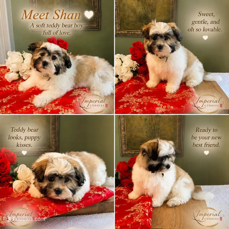Shan 山 – Shichon puppy for sale in Edwardsville, IL