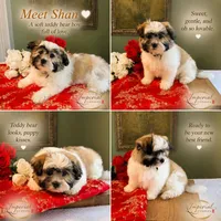Shan 山, a male Shichon for sale in Edwardsville, IL – 8 of 10