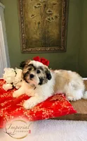 Shan 山, a male Shichon for sale in Edwardsville, IL – 2 of 10