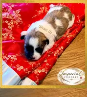 Shan 山, a male Shichon for sale in Edwardsville, IL – Photo 2 of 8