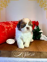 AKC Aspen, a male Shih Tzu for sale in Edwardsville, IL – 4 of 7